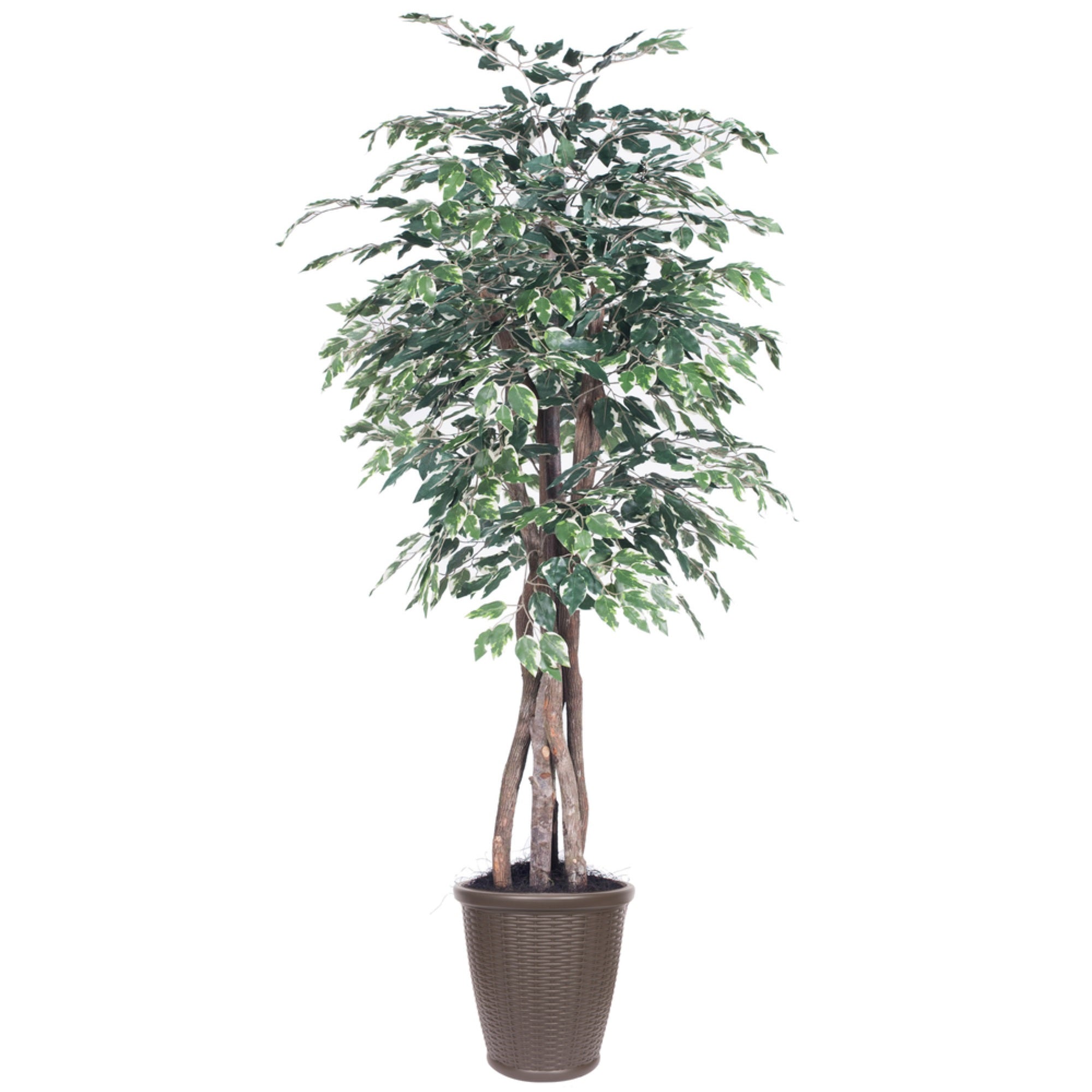 6' Variegated Ficus Executive Rnd Brown