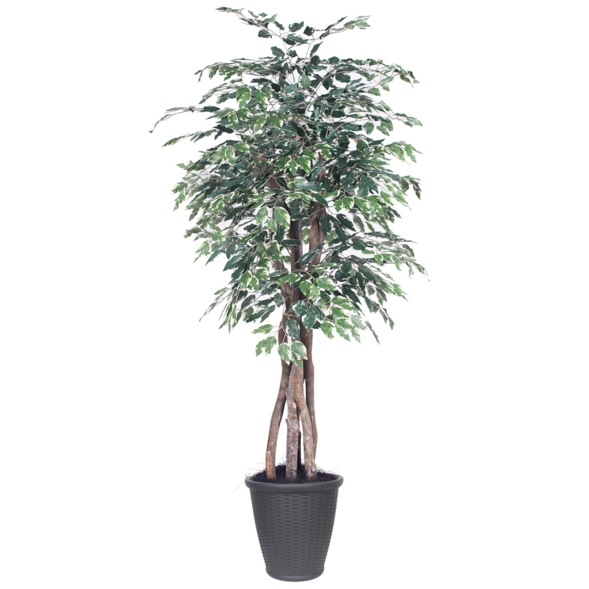 6' Variegated Ficus Executive Rnd Gray