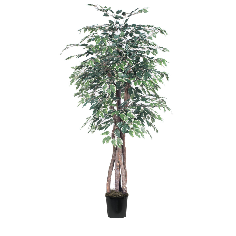 Vickerman 6' Variegated Ficus Executive - TEX0260-07