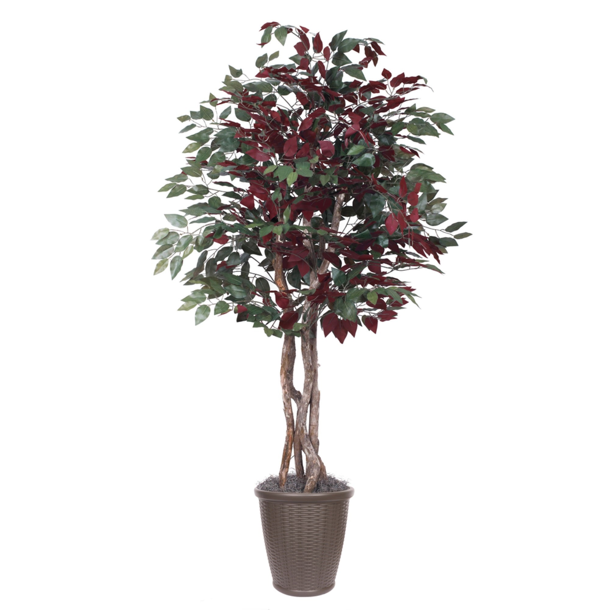 6' Capensia Executive Tree Rnd Brown