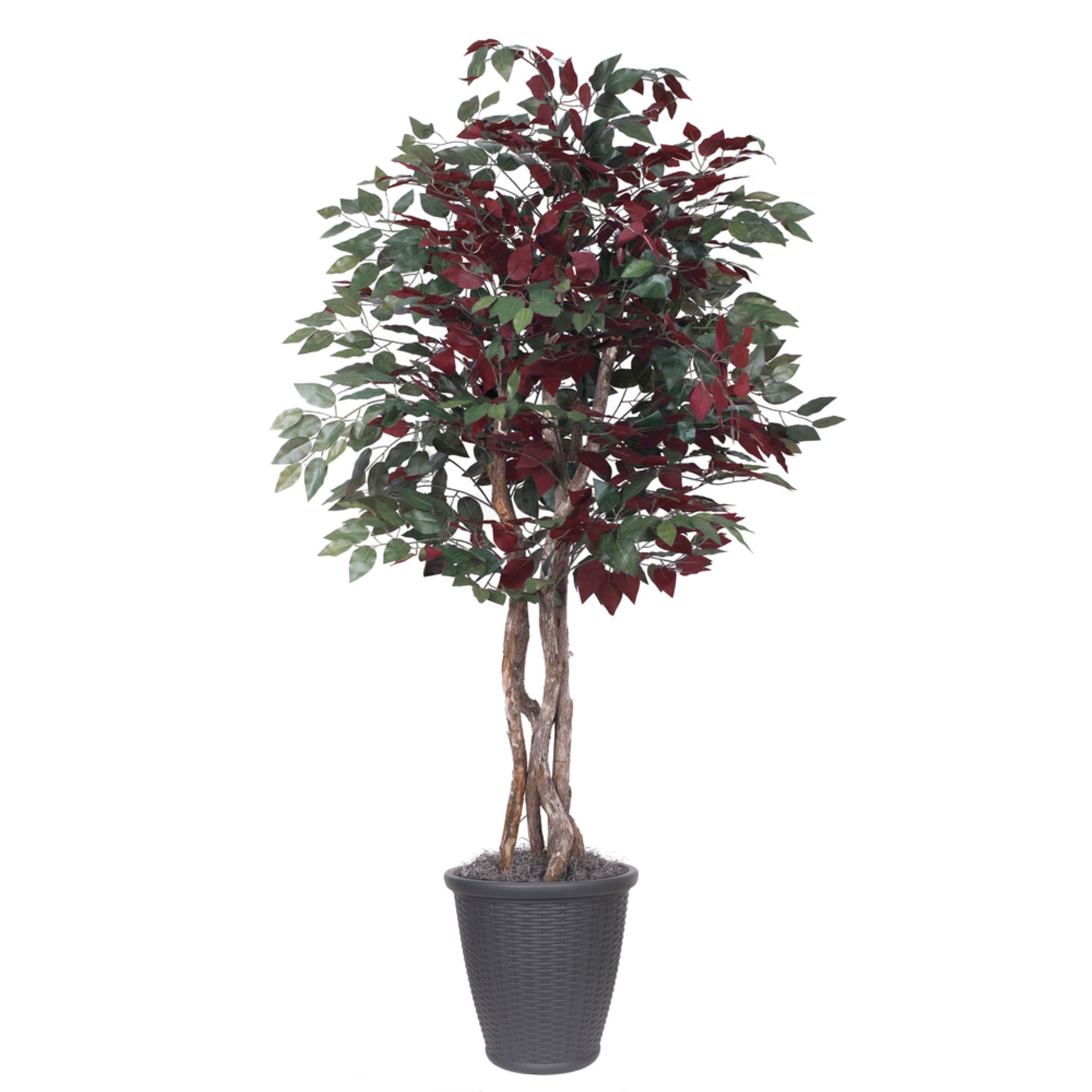 6' Capensia Executive Tree Rnd Gray Cont