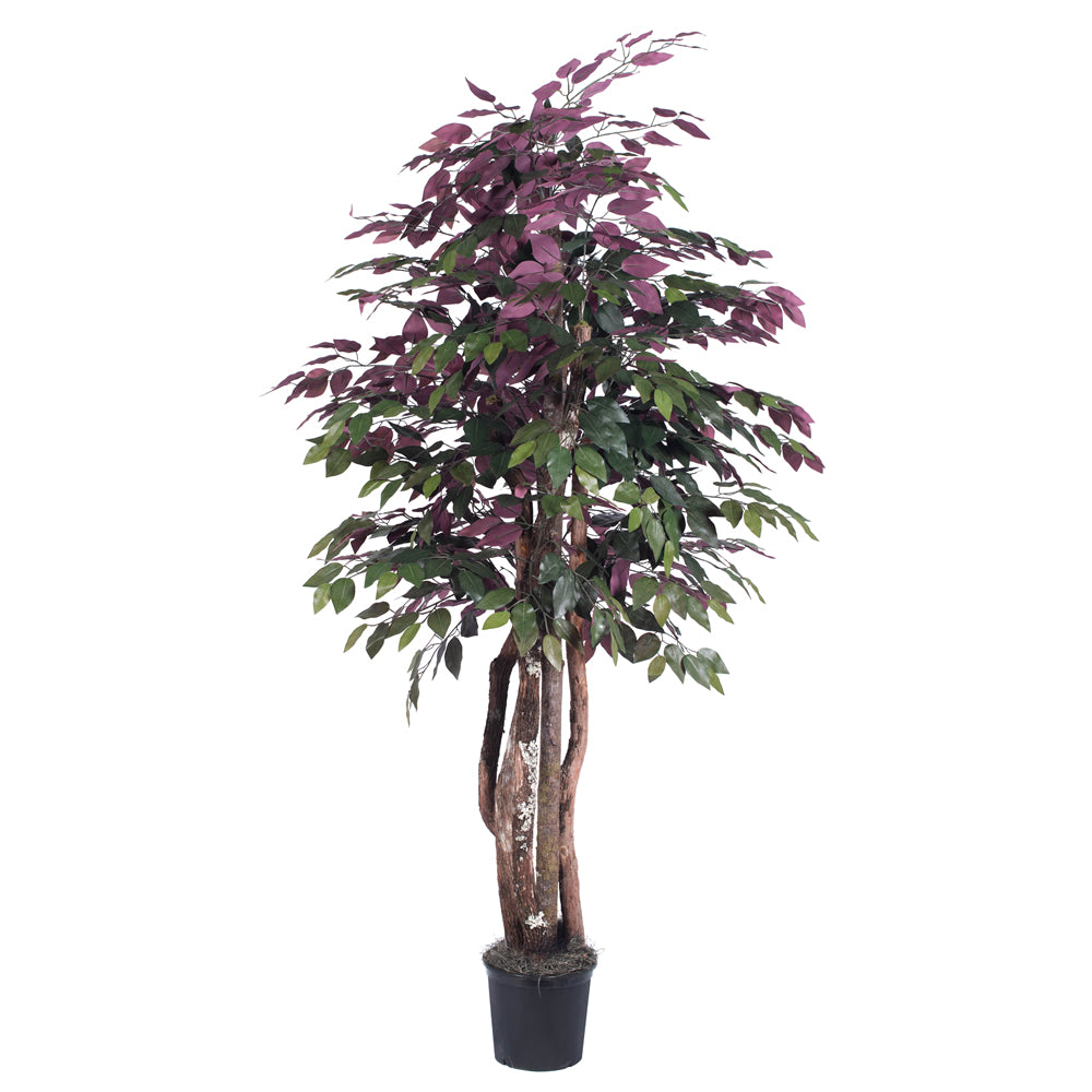 Vickerman 6' Capensia Executive Tree - TEX0360-07