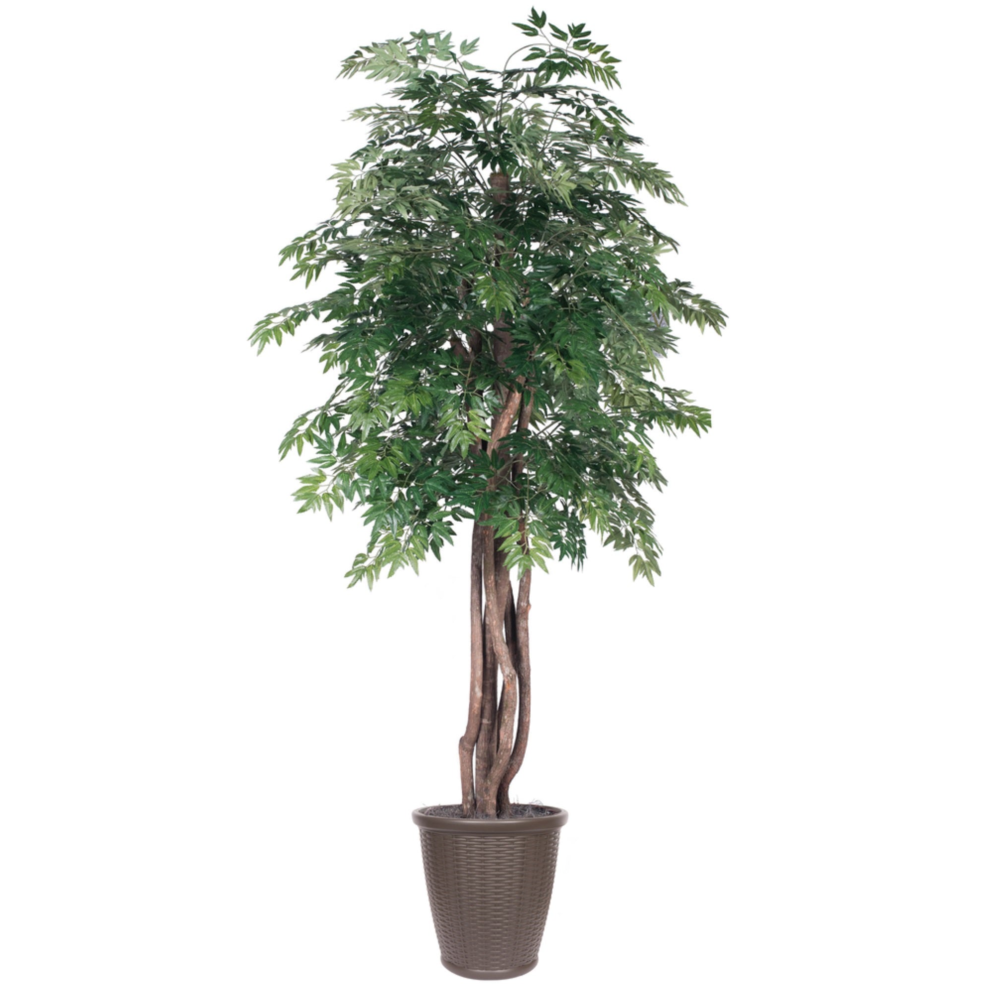 6' Ming Aralia Executive Rnd Brown Cont