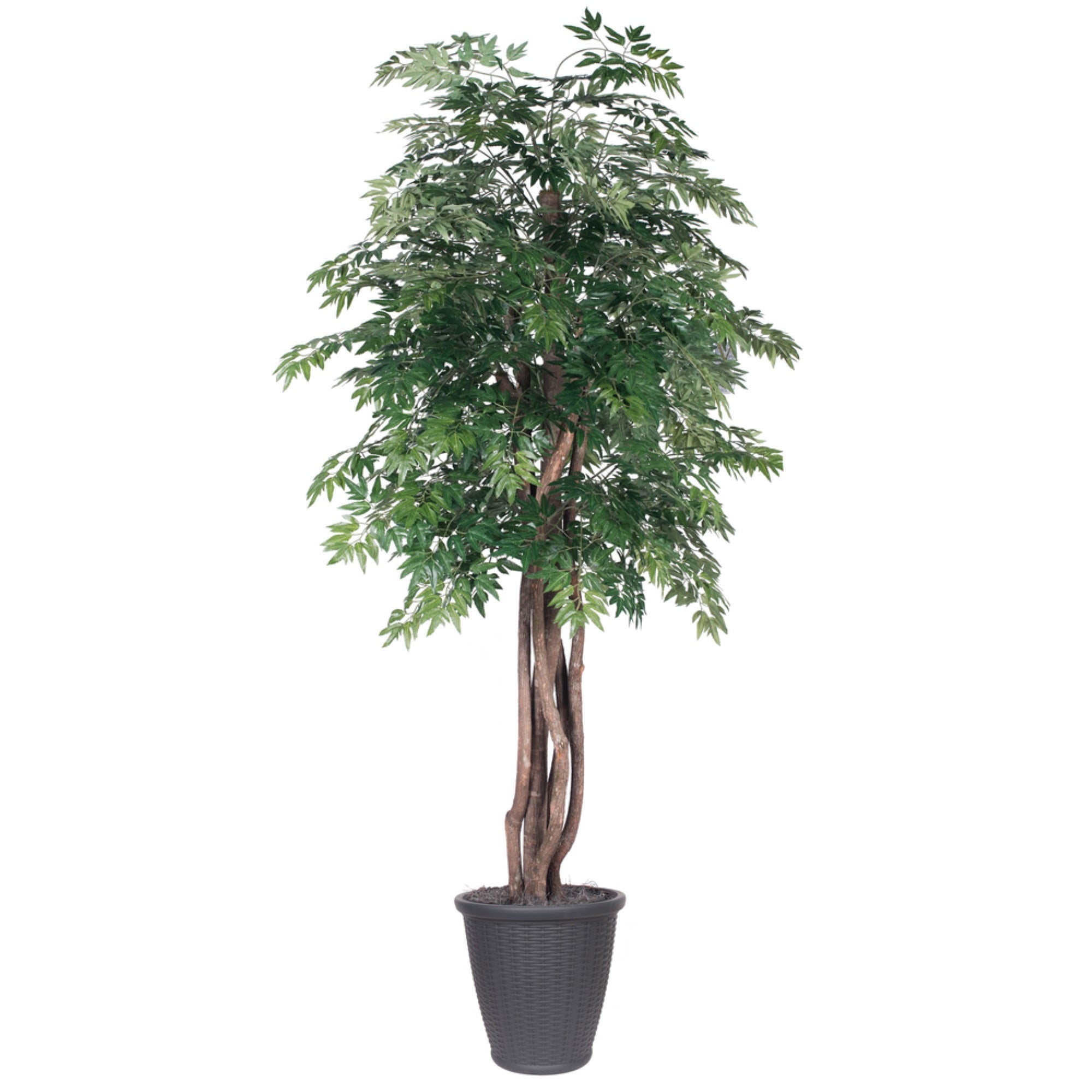 6' Ming Aralia Executive Round Gray Cont