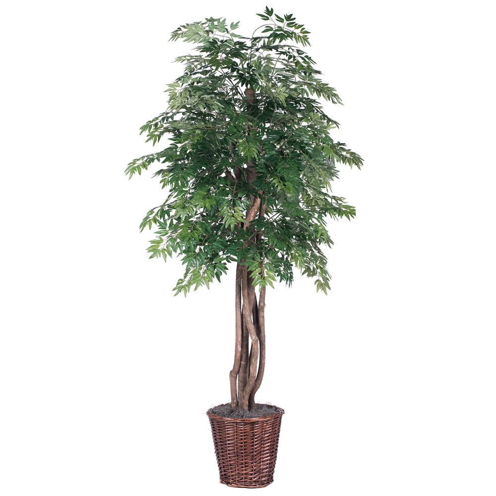 Vickerman 6' Ming Aralia Executive - TEX0660