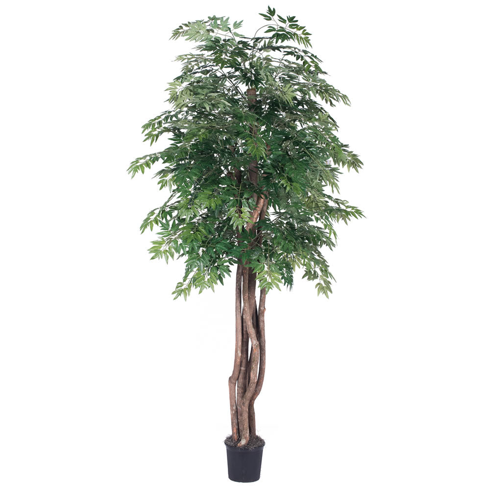 Vickerman 6' Ming Aralia Executive - TEX0660-07