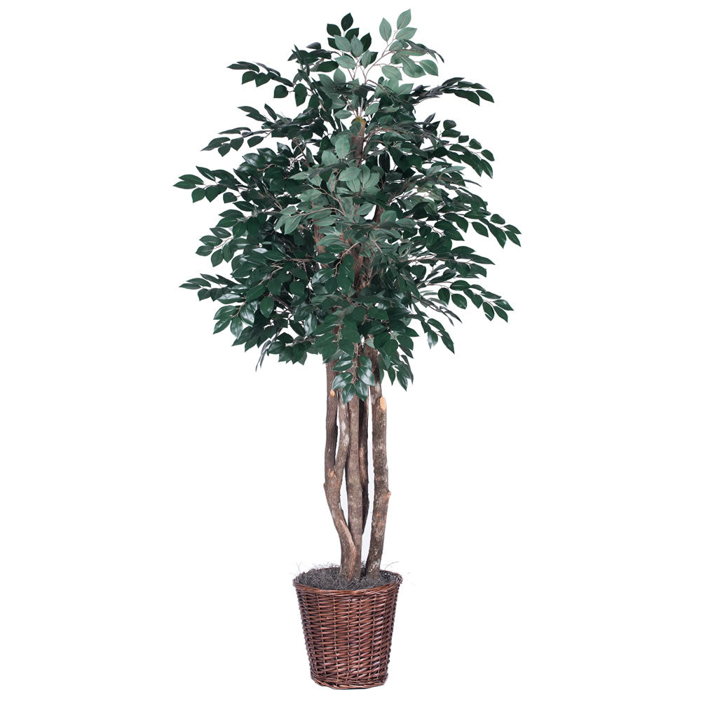 Vickerman 6' Sakaki Executive - TEX0760