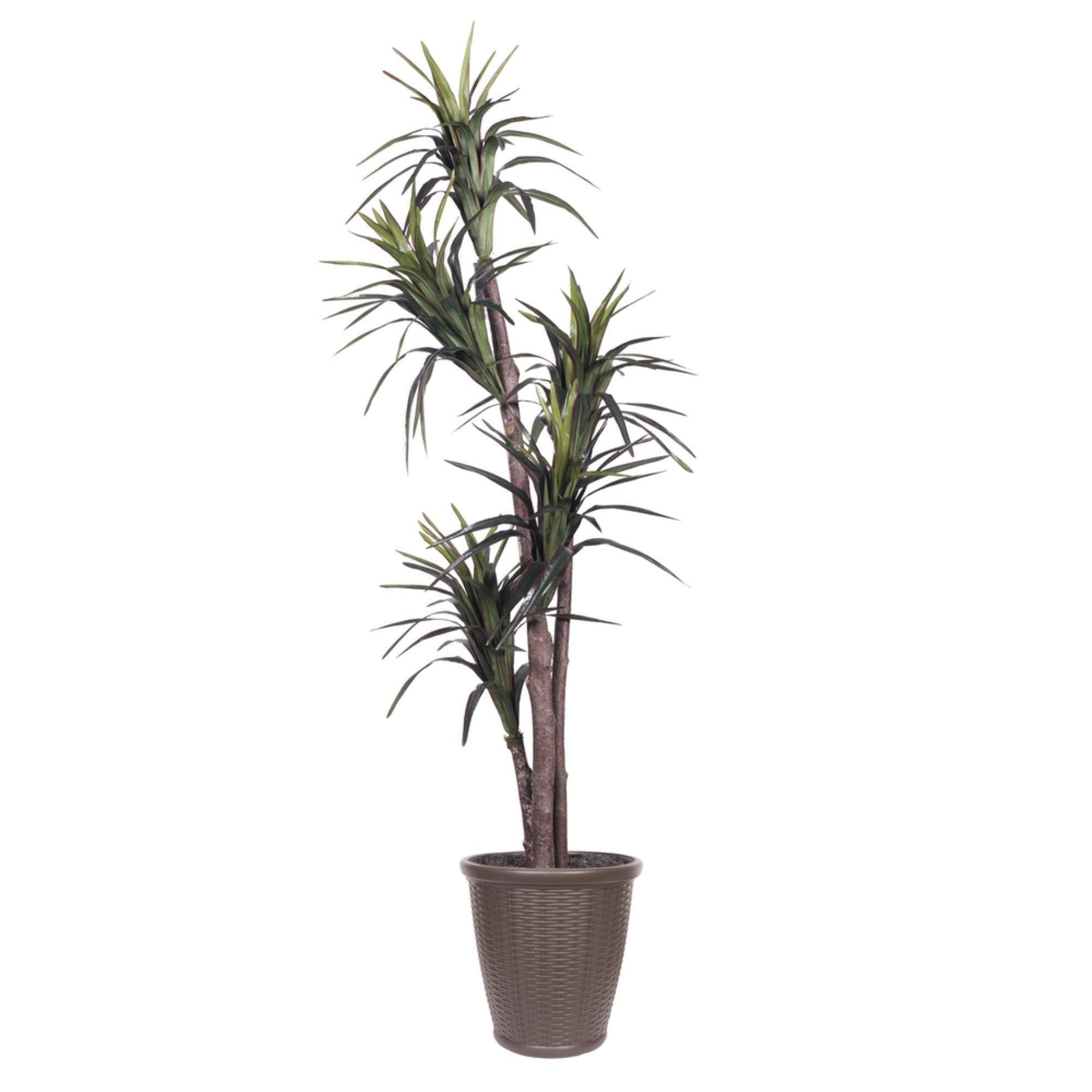 6' Marginata Executive Round Brown Cont