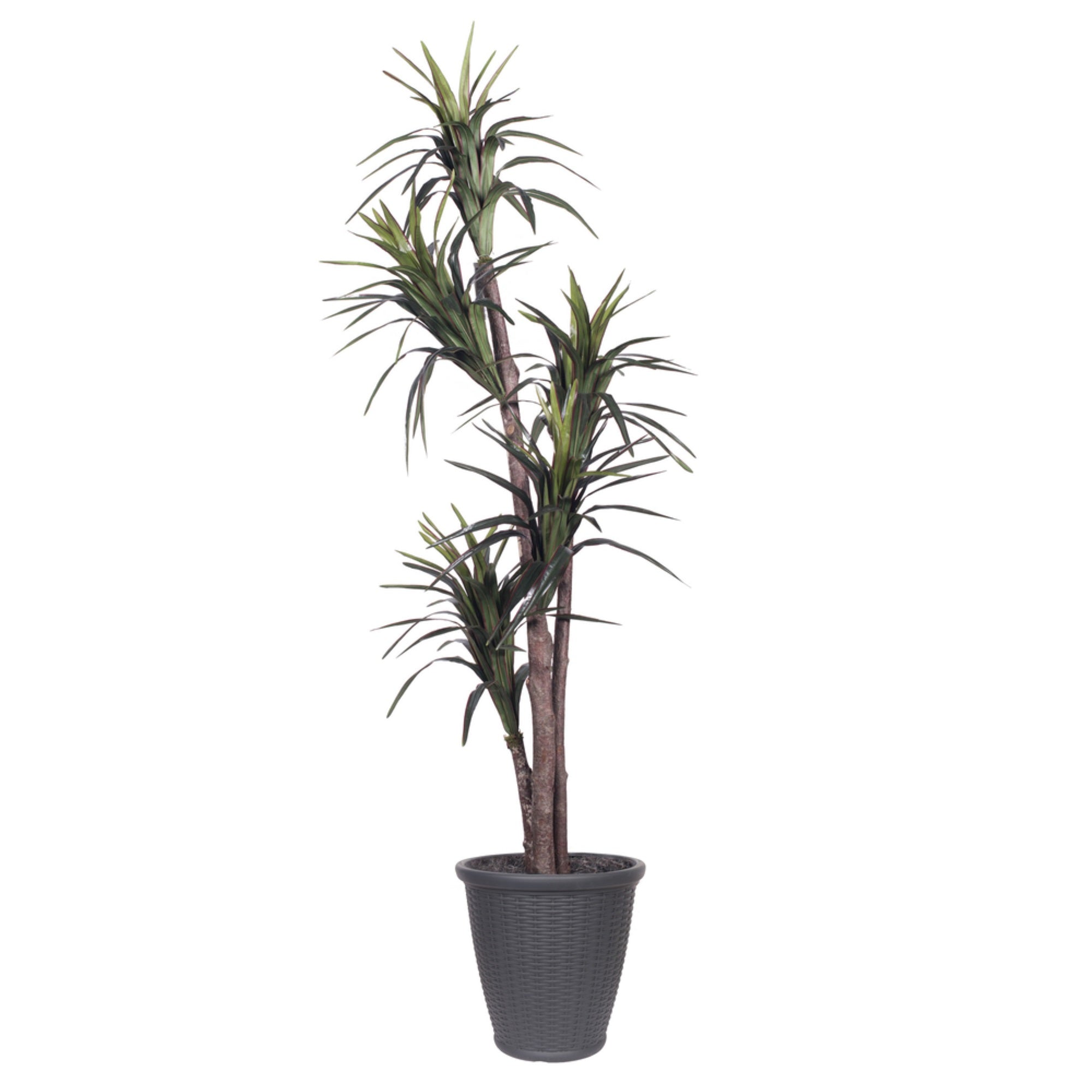 6' Marginata Executive Round Gray Cont