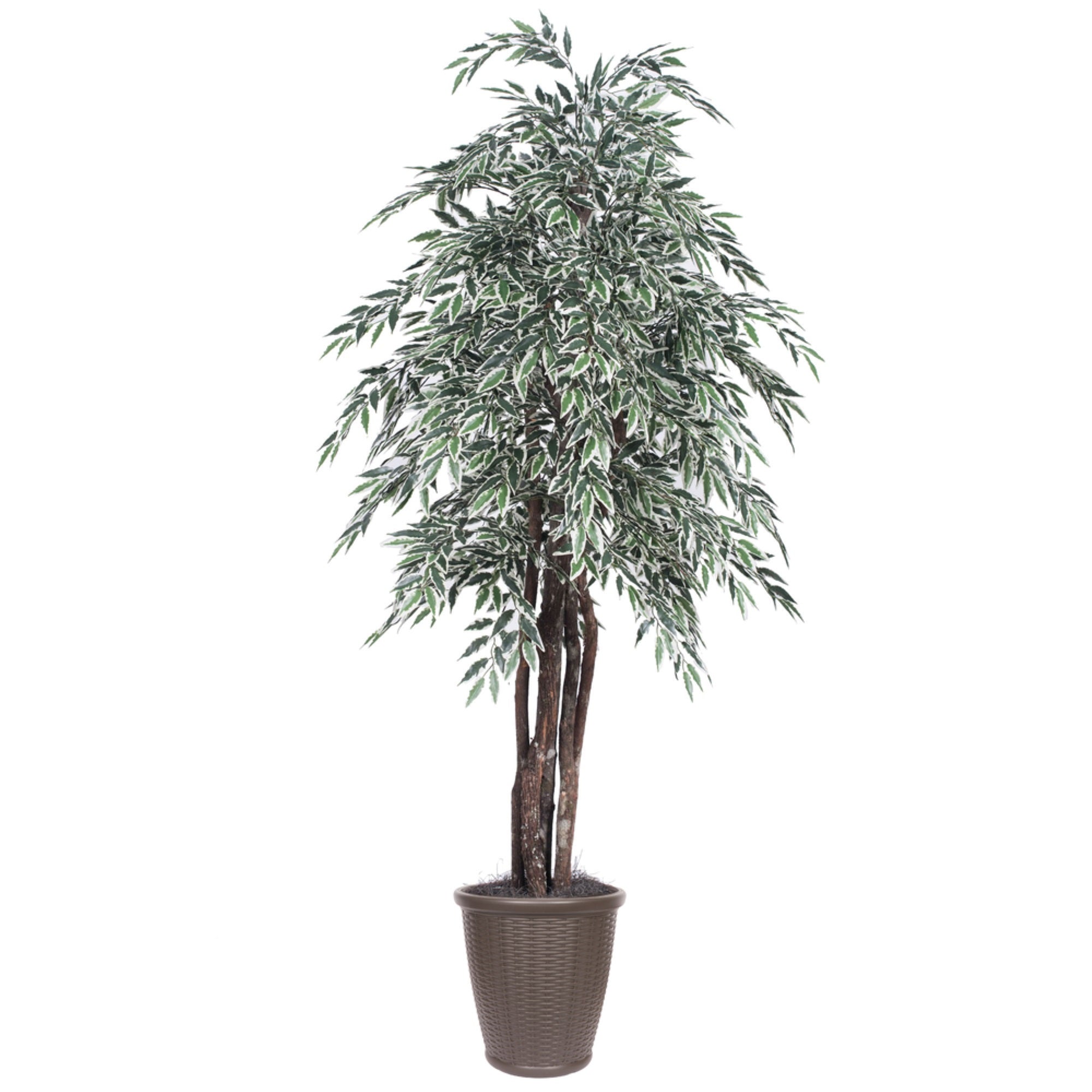 6' Variegated Smilax Executive Rnd Brown