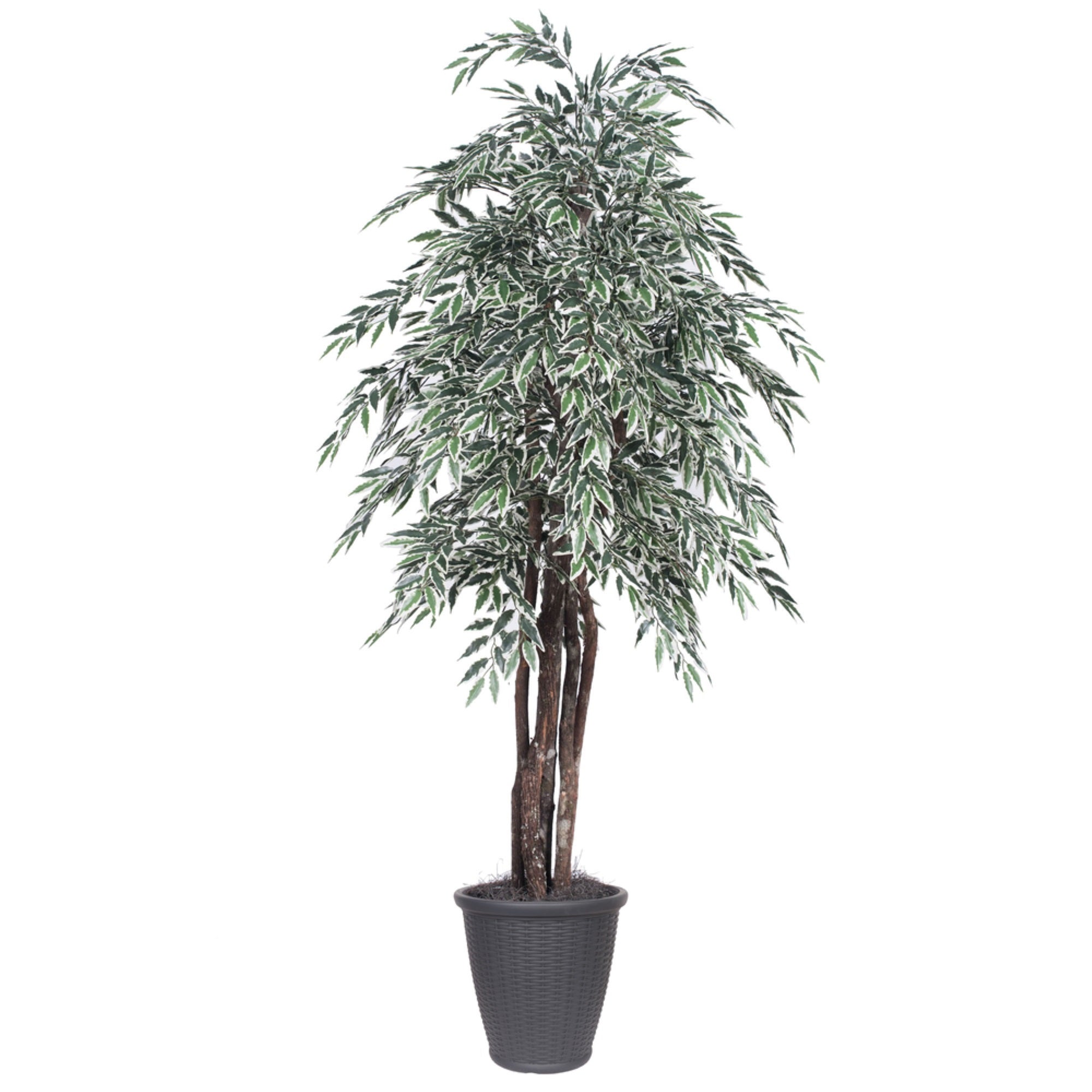 6' Variegated Smilax Executive Rnd Gray