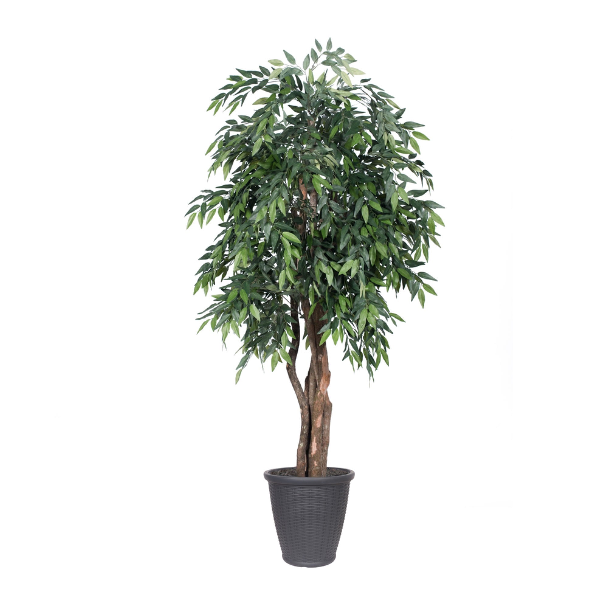 6' Green Smilax Executive Rnd Gray Cont