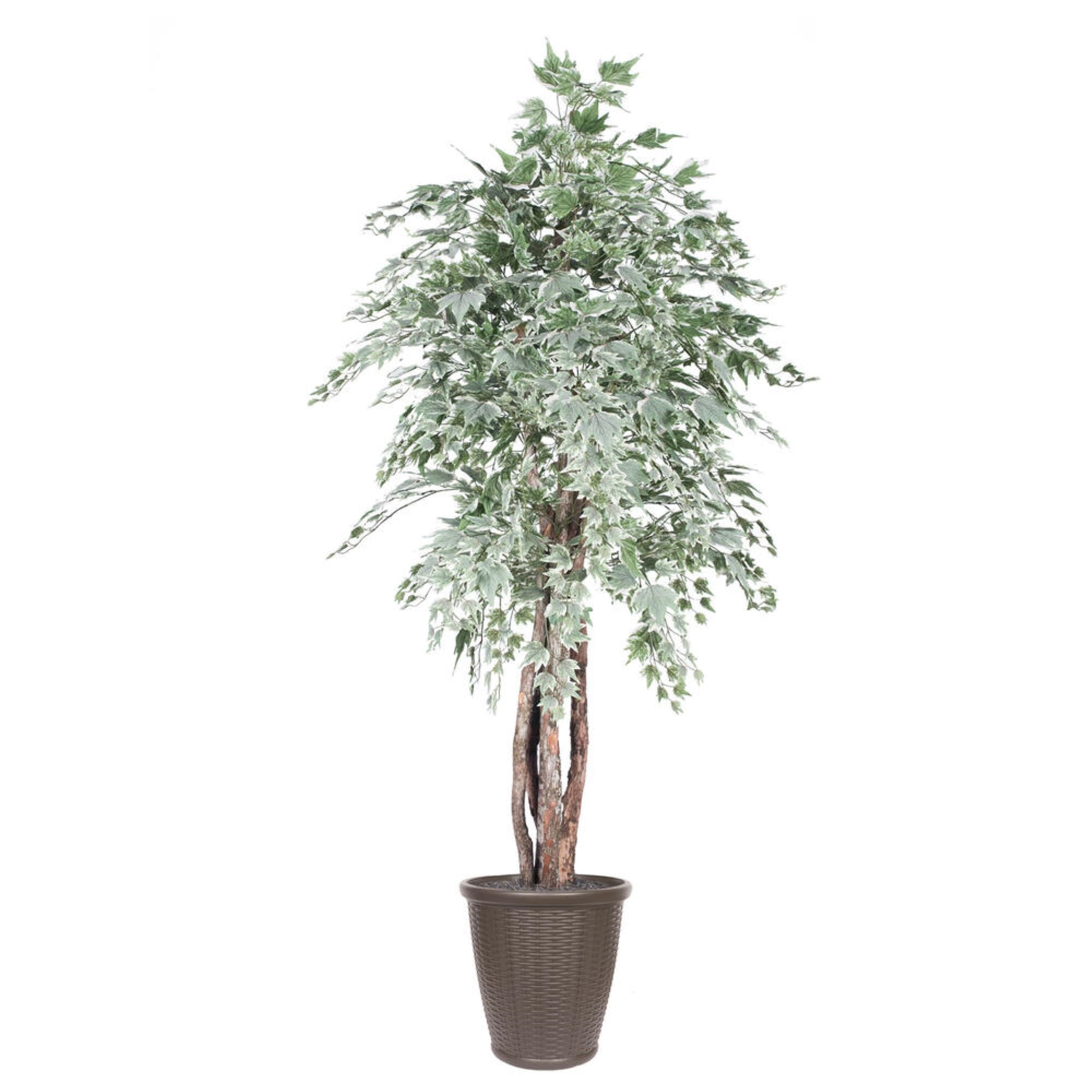 6' Silver Maple Executive Rnd Brown Cont