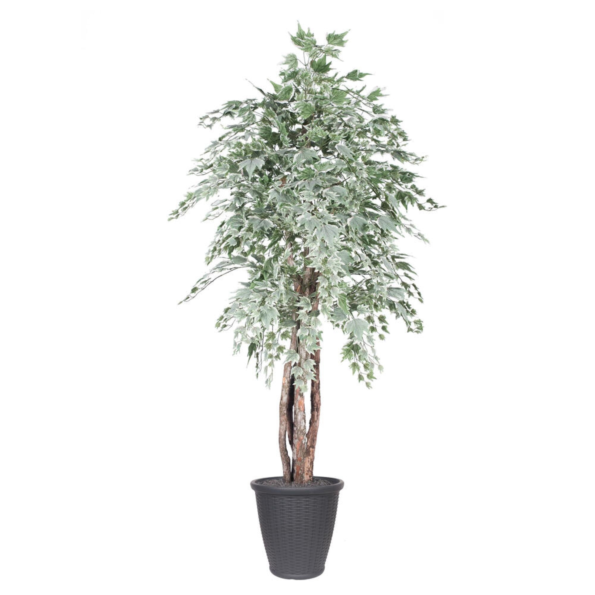 6' Silver Maple Executive Rnd Gray Cont