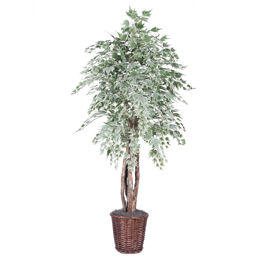 Vickerman 6' Silver Maple Executive - TEX1660