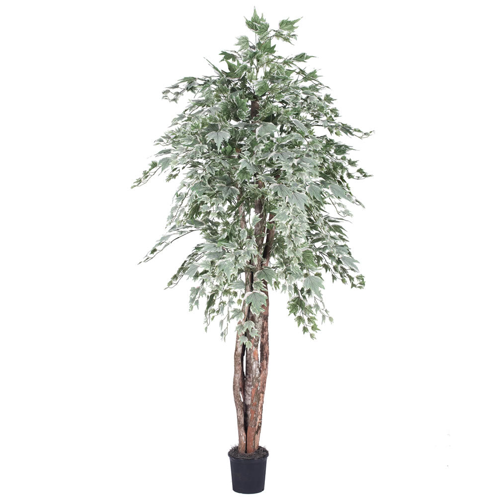 Vickerman 6' Silver Maple Executive - TEX1660-07