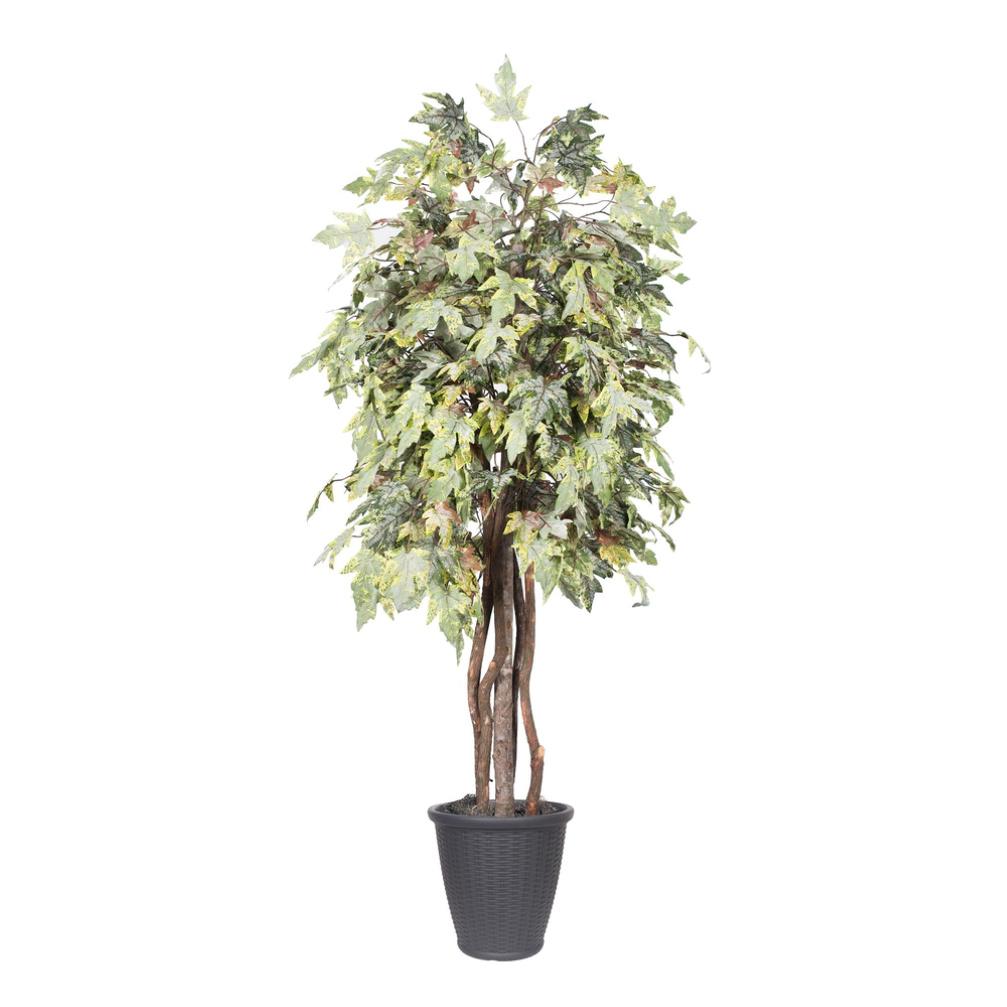 6' Frosted Maple Executive Rnd Gray Cont