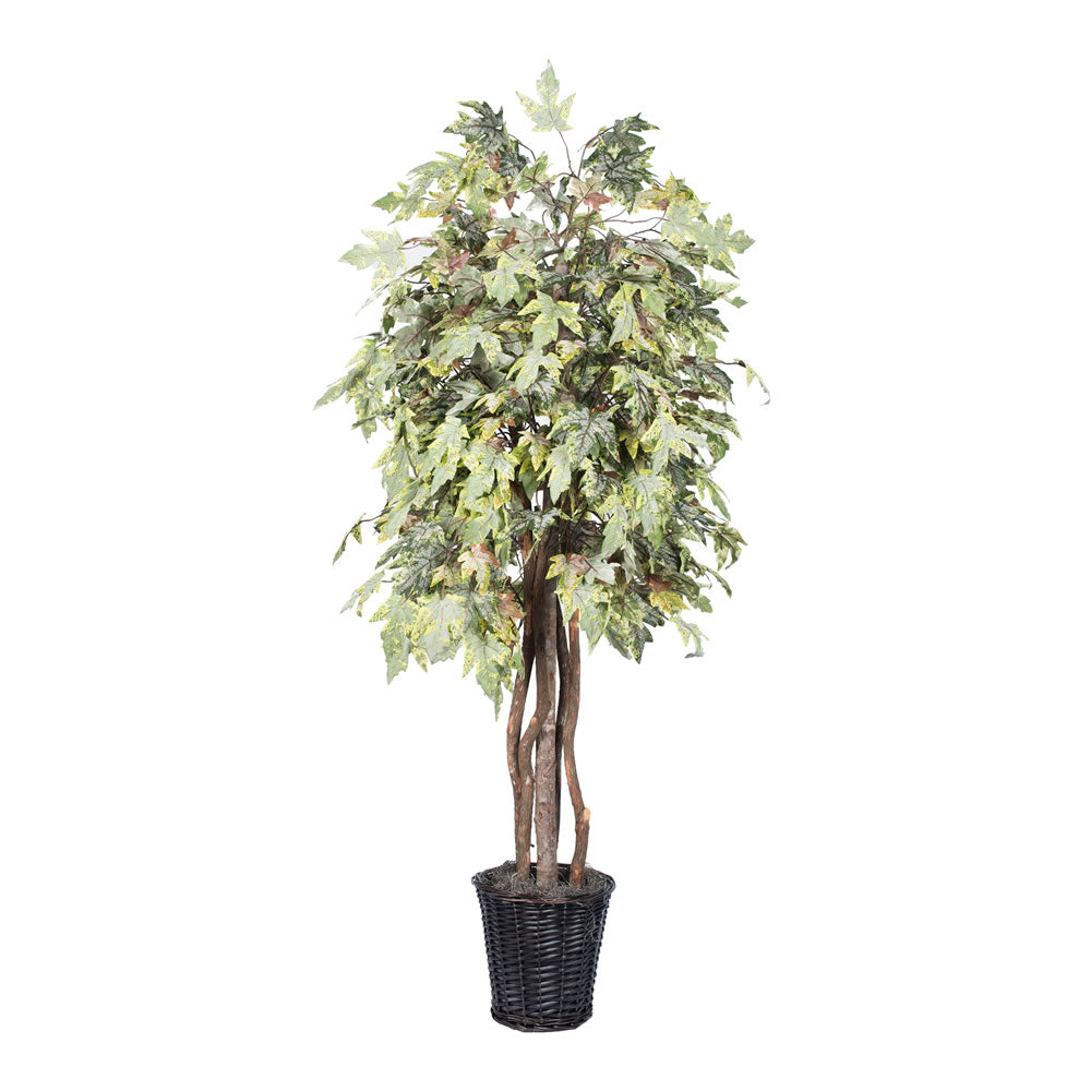 Vickerman 6' Frosted Maple Executive - TEX1760