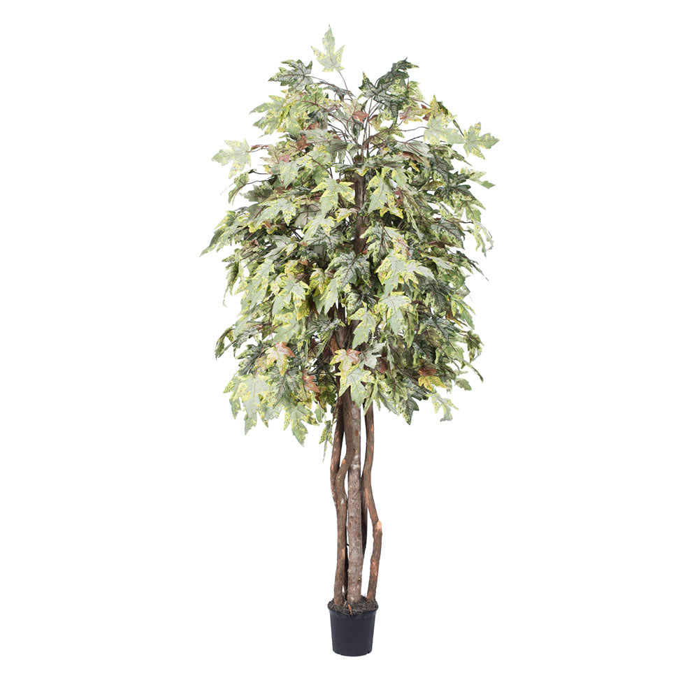 Vickerman 6' Frosted Maple Executive - TEX1760-07