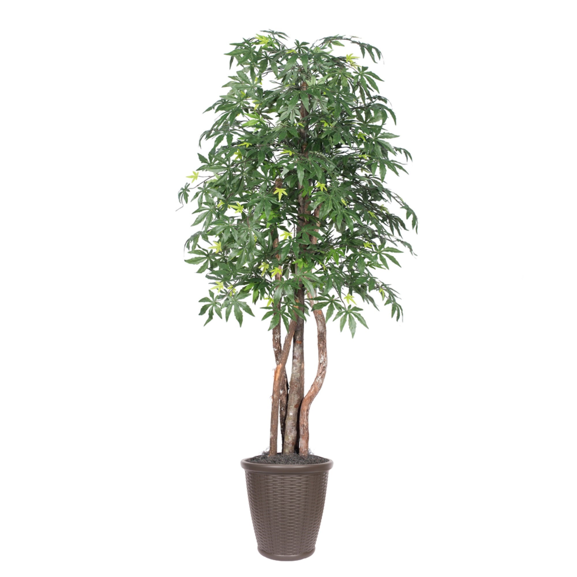 6' Japanese Maple Executive Rnd Brown