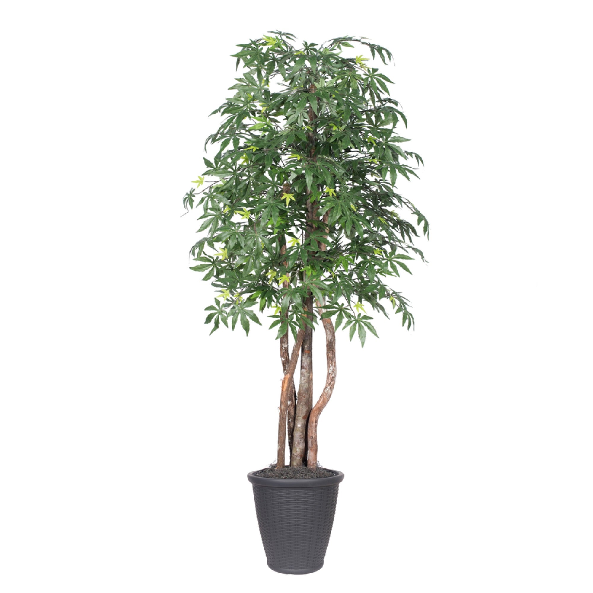 6' Japanese Maple Executive Rnd Gray