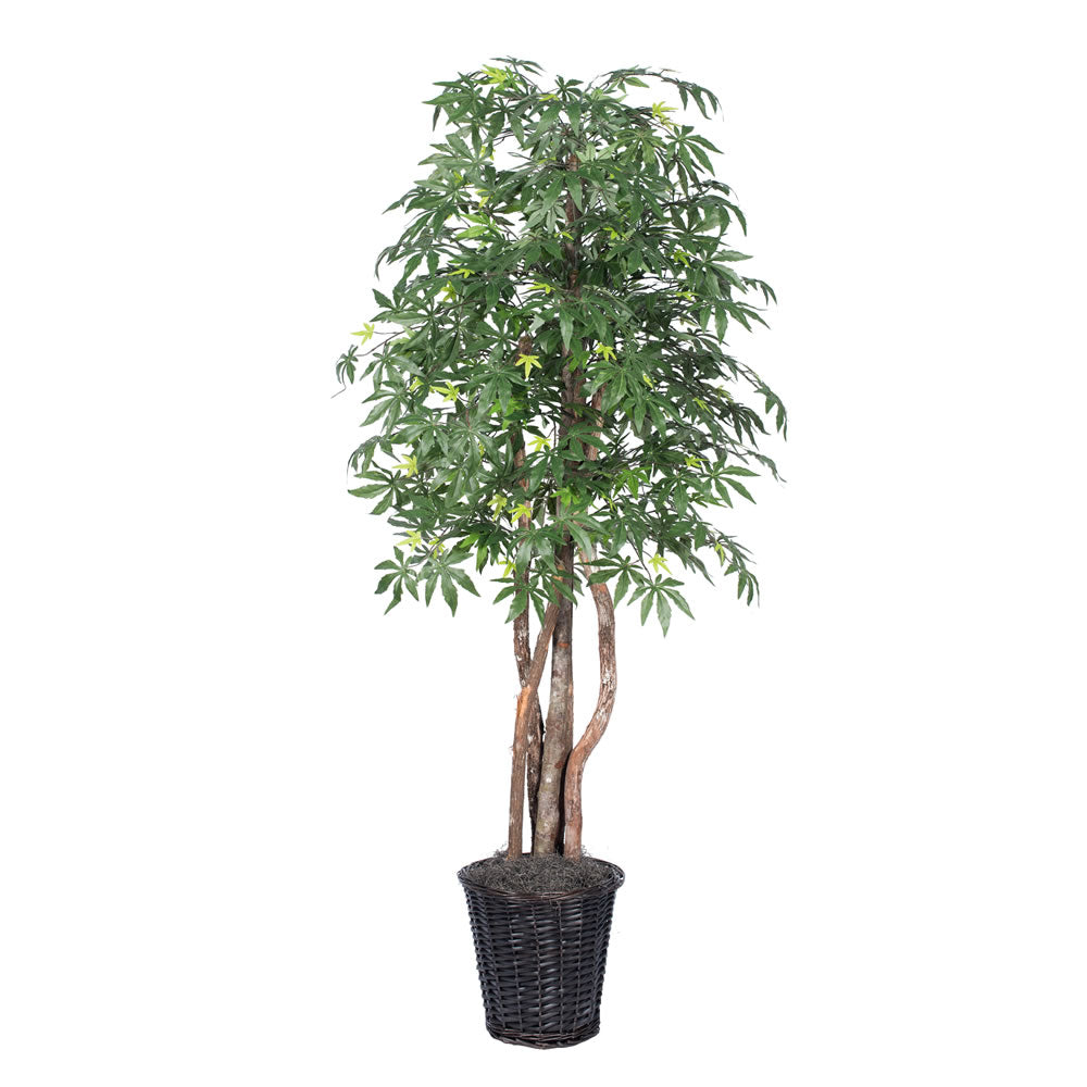 Vickerman 6' Japanese Maple Executive - TEX1860