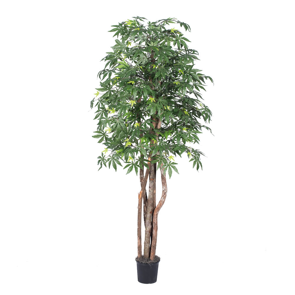 Vickerman 6' Japanese Maple Executive - TEX1860-07