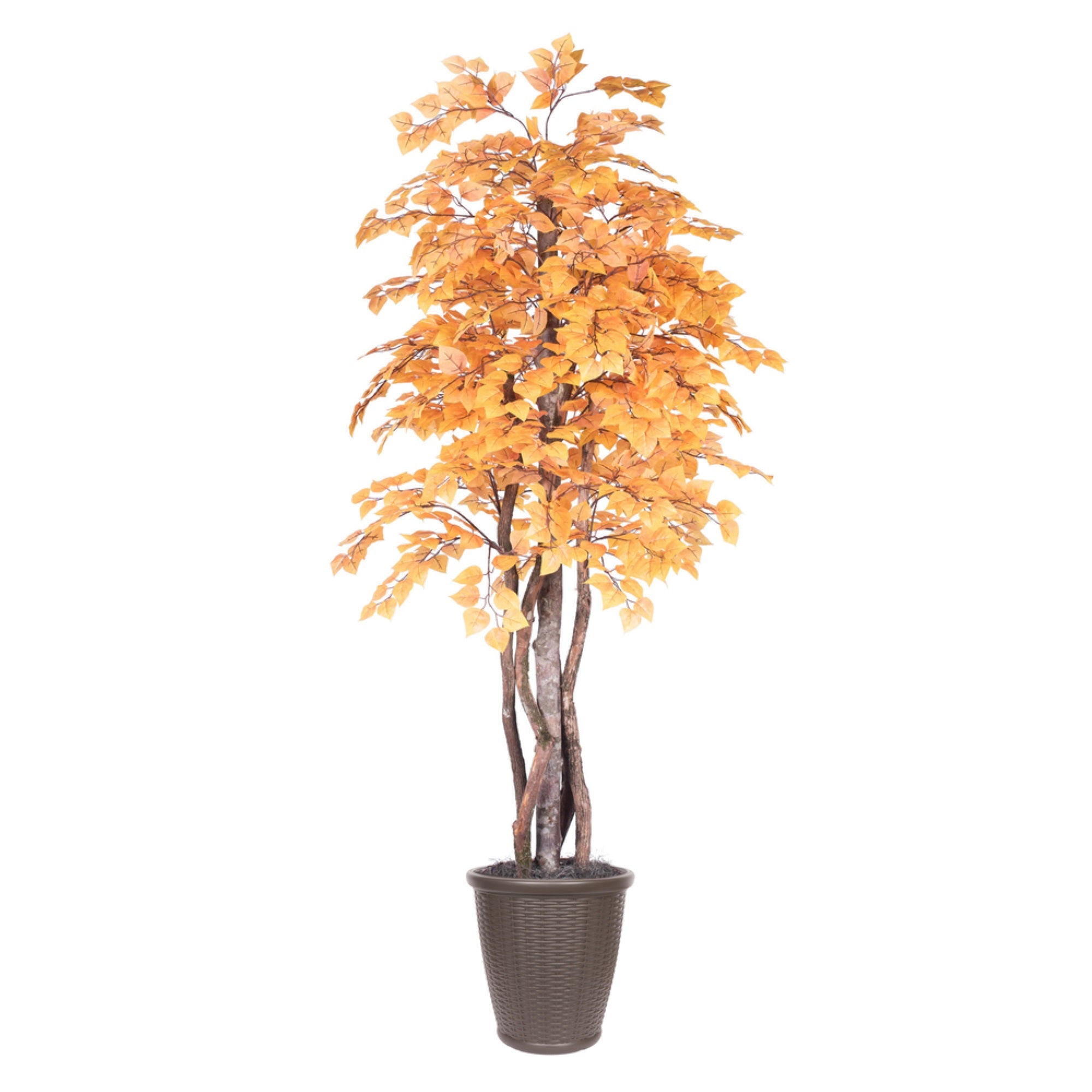 6' Golden Aspen Executive Rnd Brown Cont