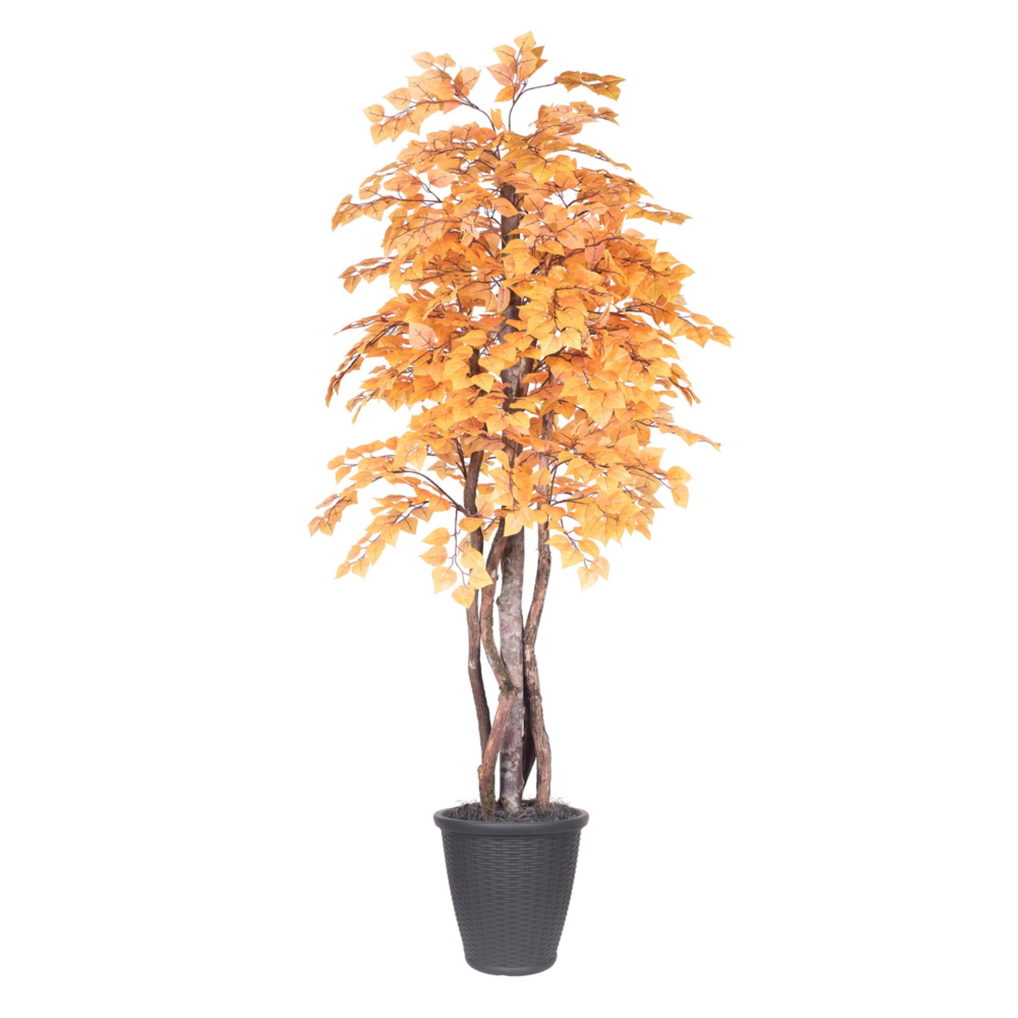 6' Golden Aspen Executive Rnd Gray Cont