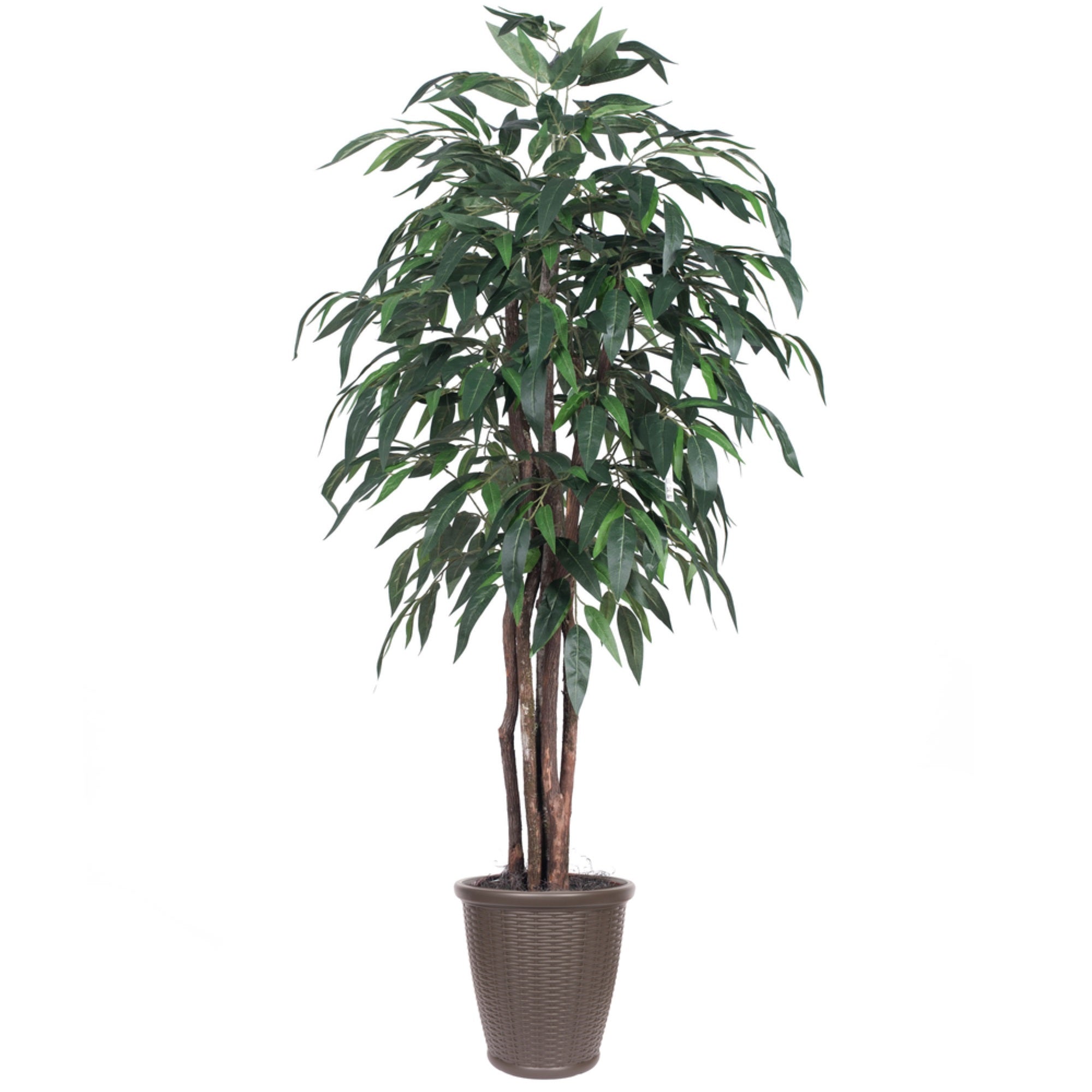 6' Mango Executive Round Brown Cont