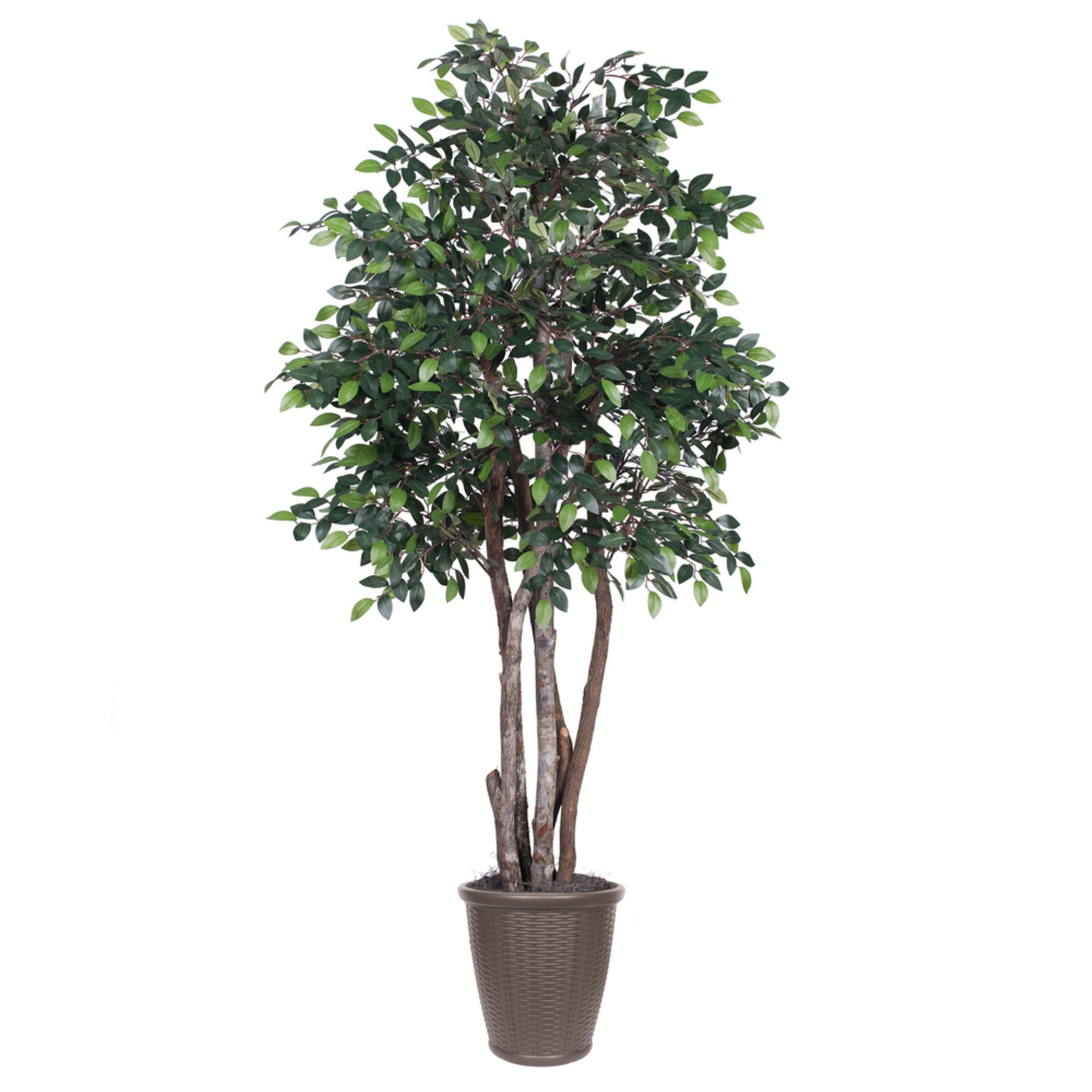 6' Mini Ficus Executive Round Brown Cont
