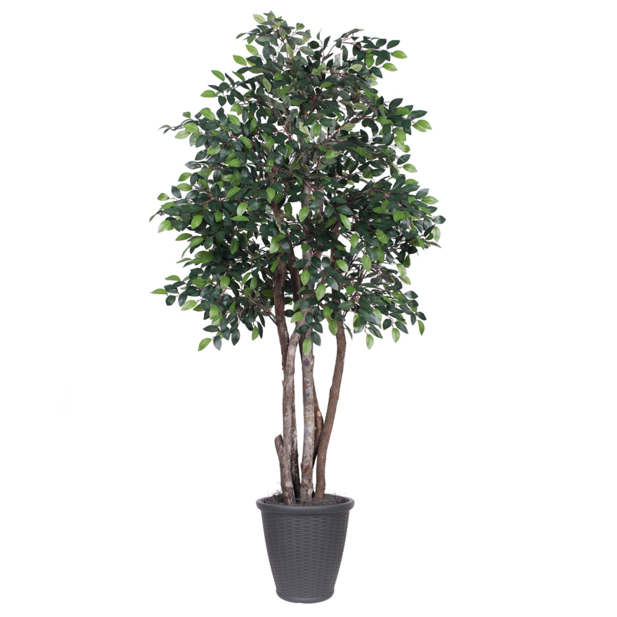 6' Mini Ficus Executive Round Gray Cont