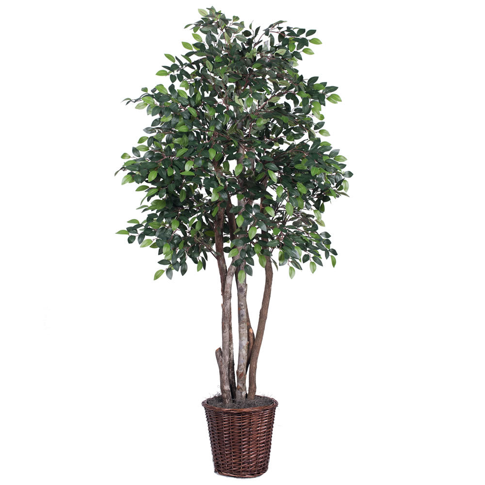 Vickerman 6' Mini Ficus Executive - TEX4260