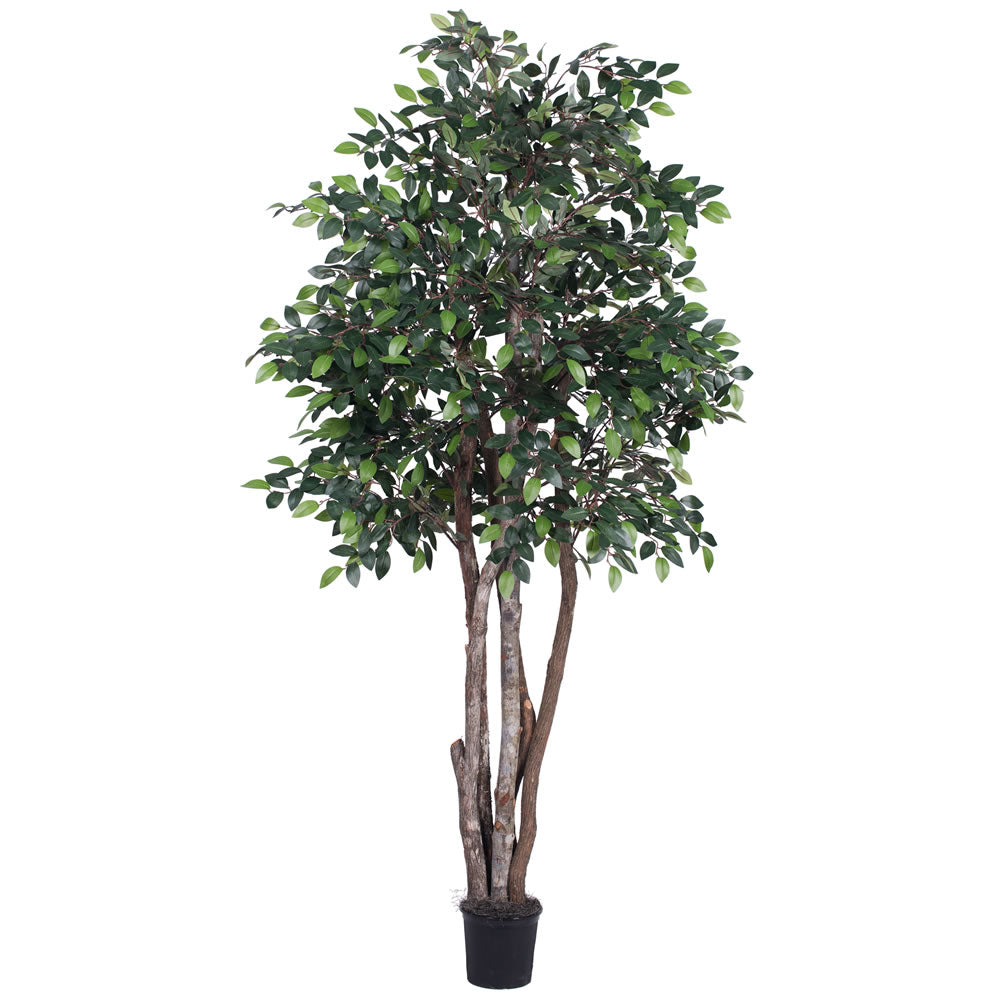 Vickerman 6' Mini Ficus Executive - TEX4260-07
