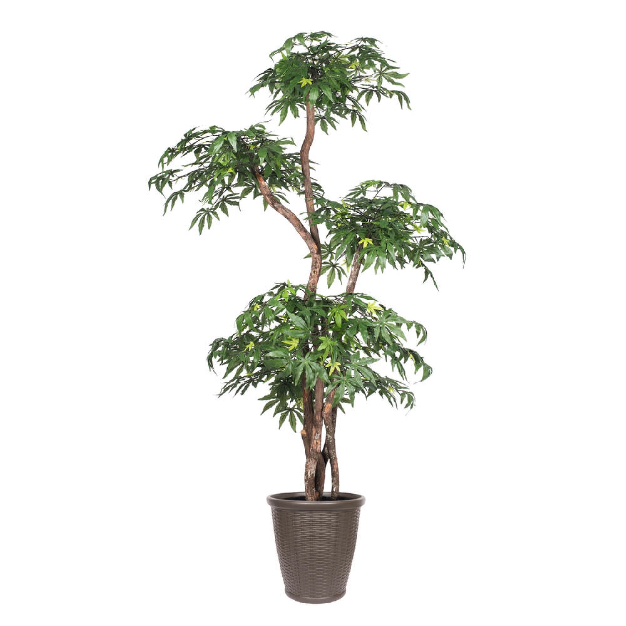 6' Multi Level Japanese Maple Rnd Brown