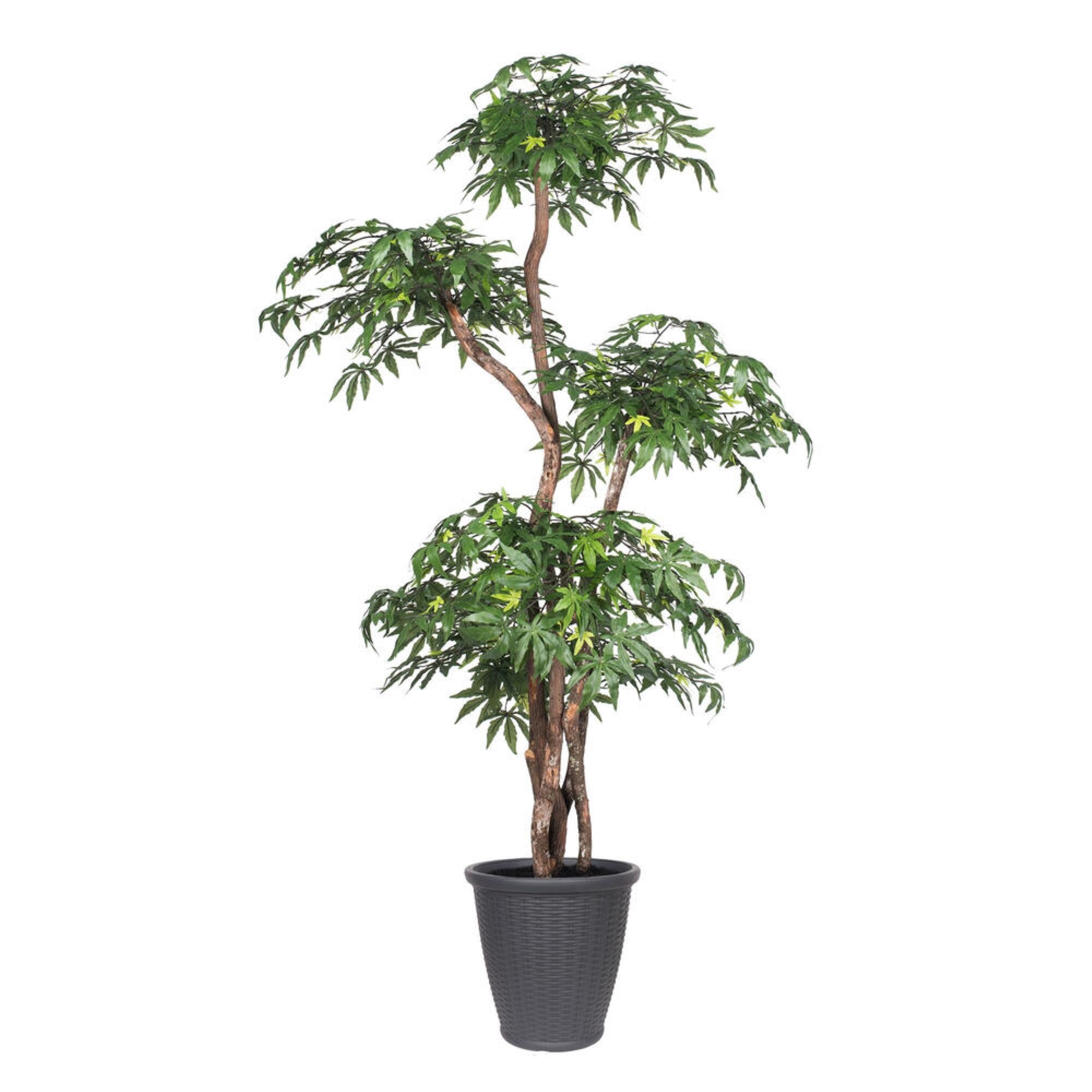 6' Multi Level Japanese Maple Rnd Gray