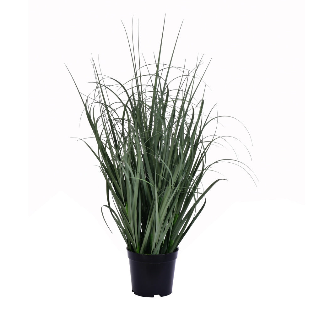 Vickerman 24″ Green Ryegrass in Pot - TN170124
