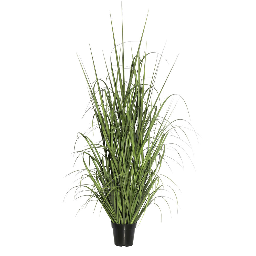 Vickerman 60″ Green Ryegrass in Pot - TN170160