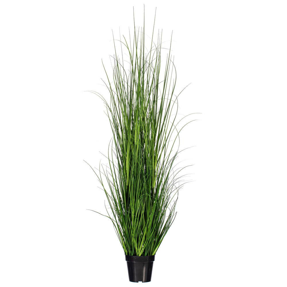 24″ Green Lemongrass Potted