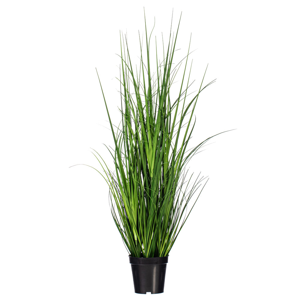 36″ Green Lemongrass Potted