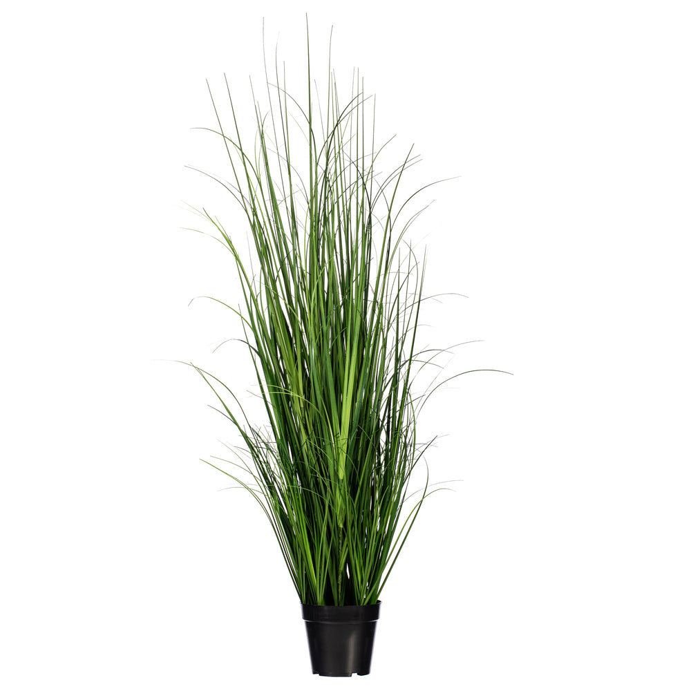 48″ Green Lemongrass Potted