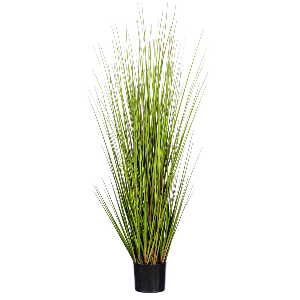 60″ Green Lemongrass Potted