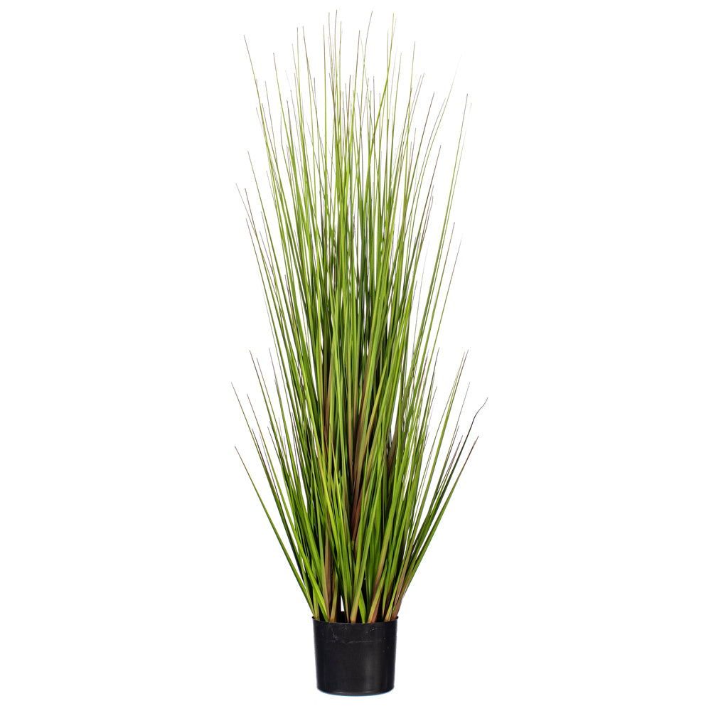 48″ Green/Burgundy Flax Grass Potted