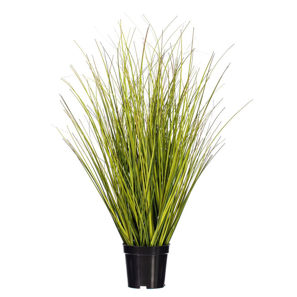 24″ Green/Brown Switchgrass Potted