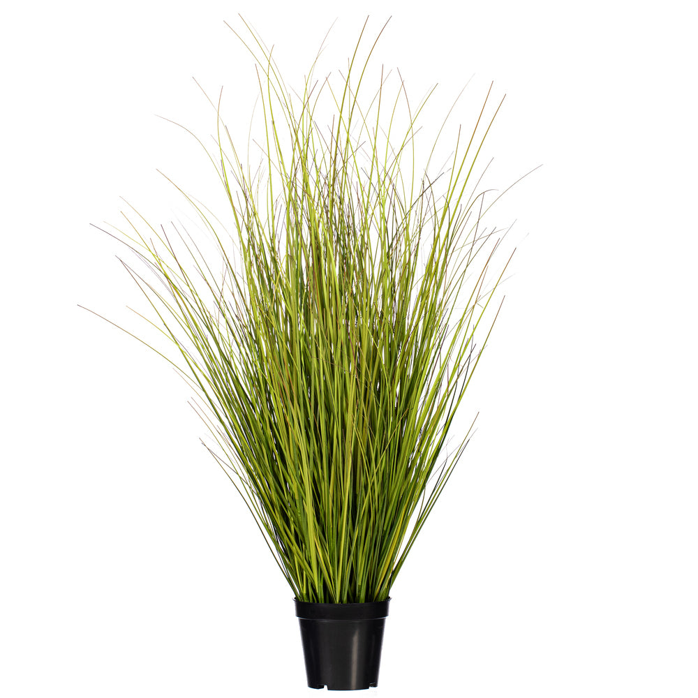 36″ Green/Brown Switchgrass Potted