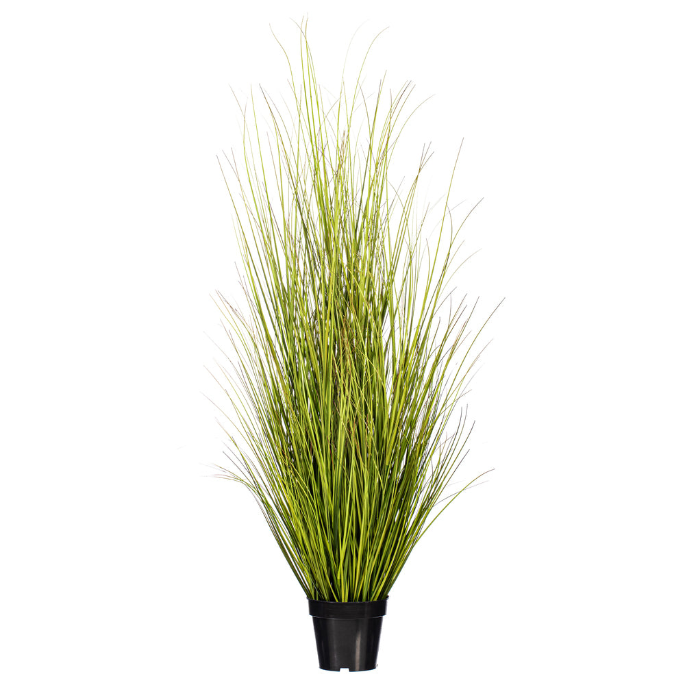 60″ Green/Brown Switchgrass Potted