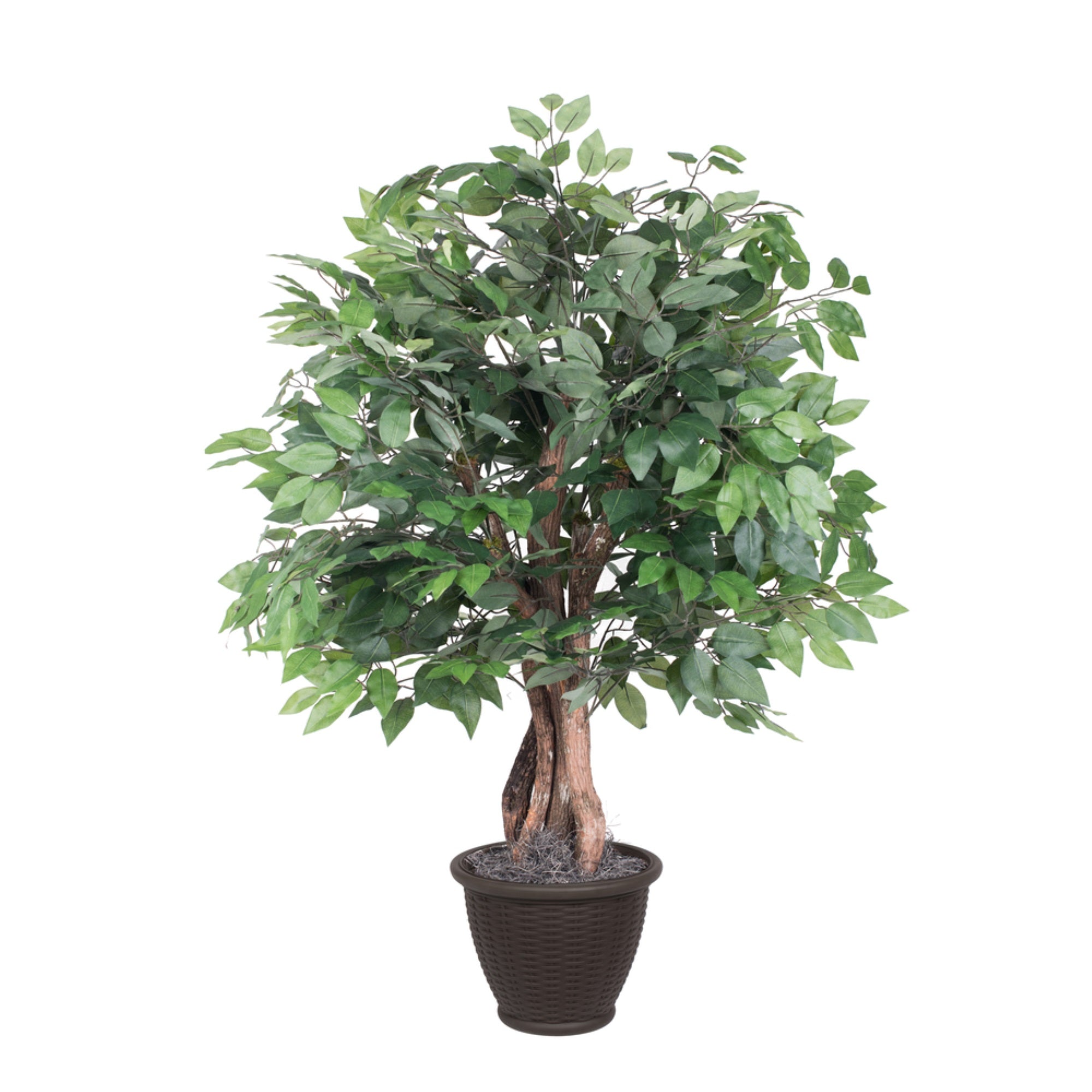 4' Ficus Extra Full in Plastic Container