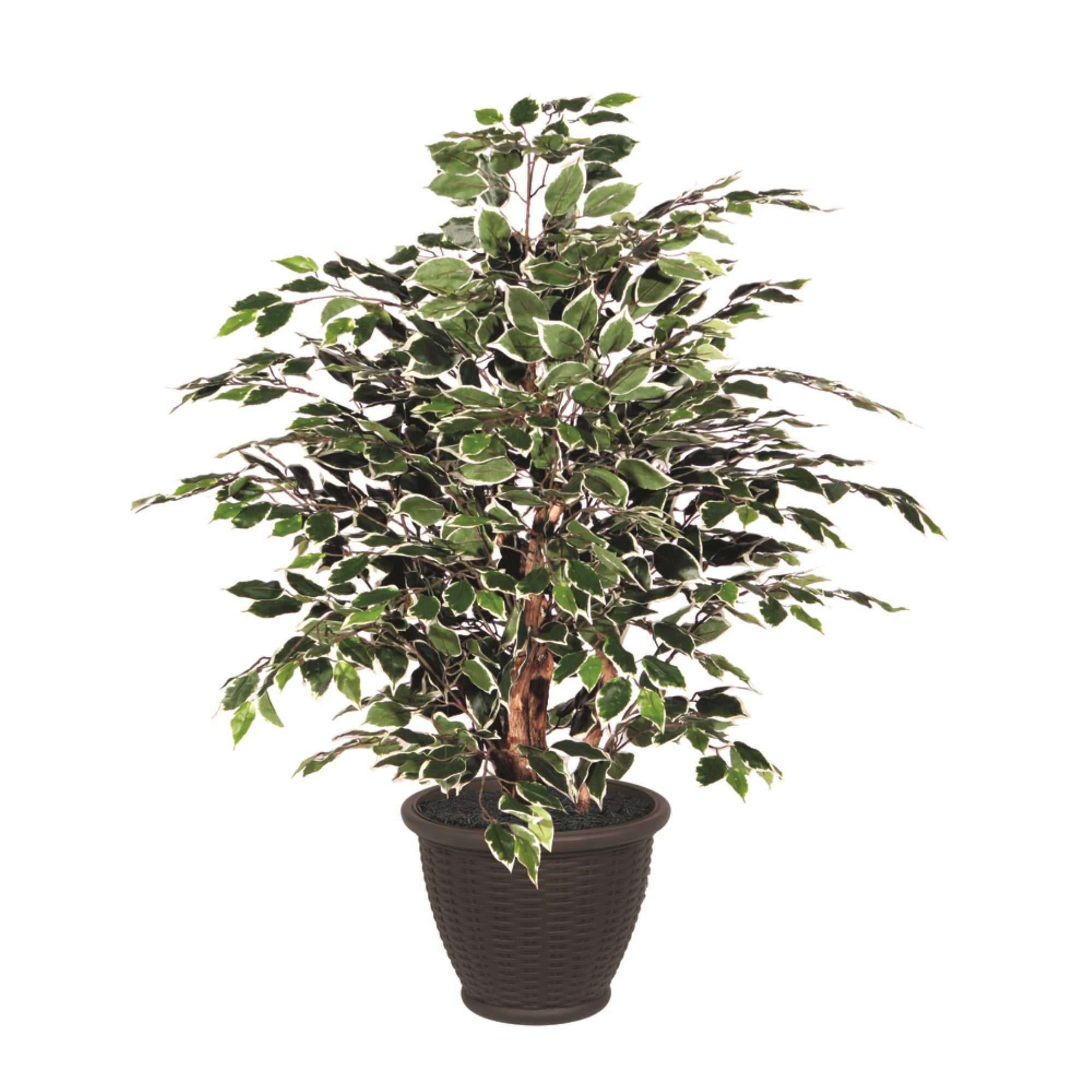 4' Variegated Extra Full in Plastic Cont