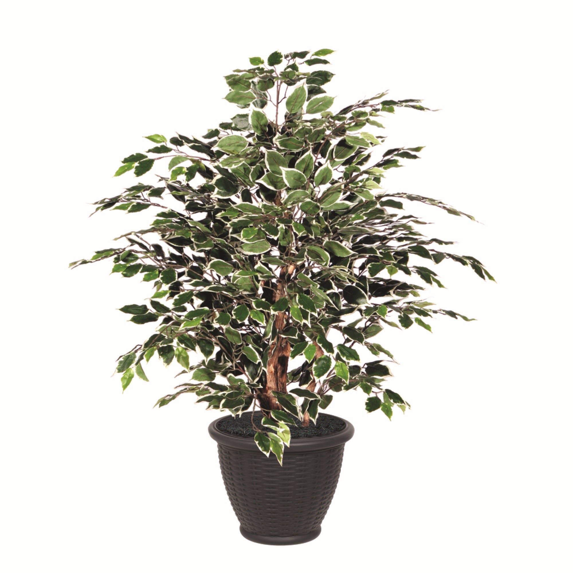 4' Variegated Extra Full in Gray Pot