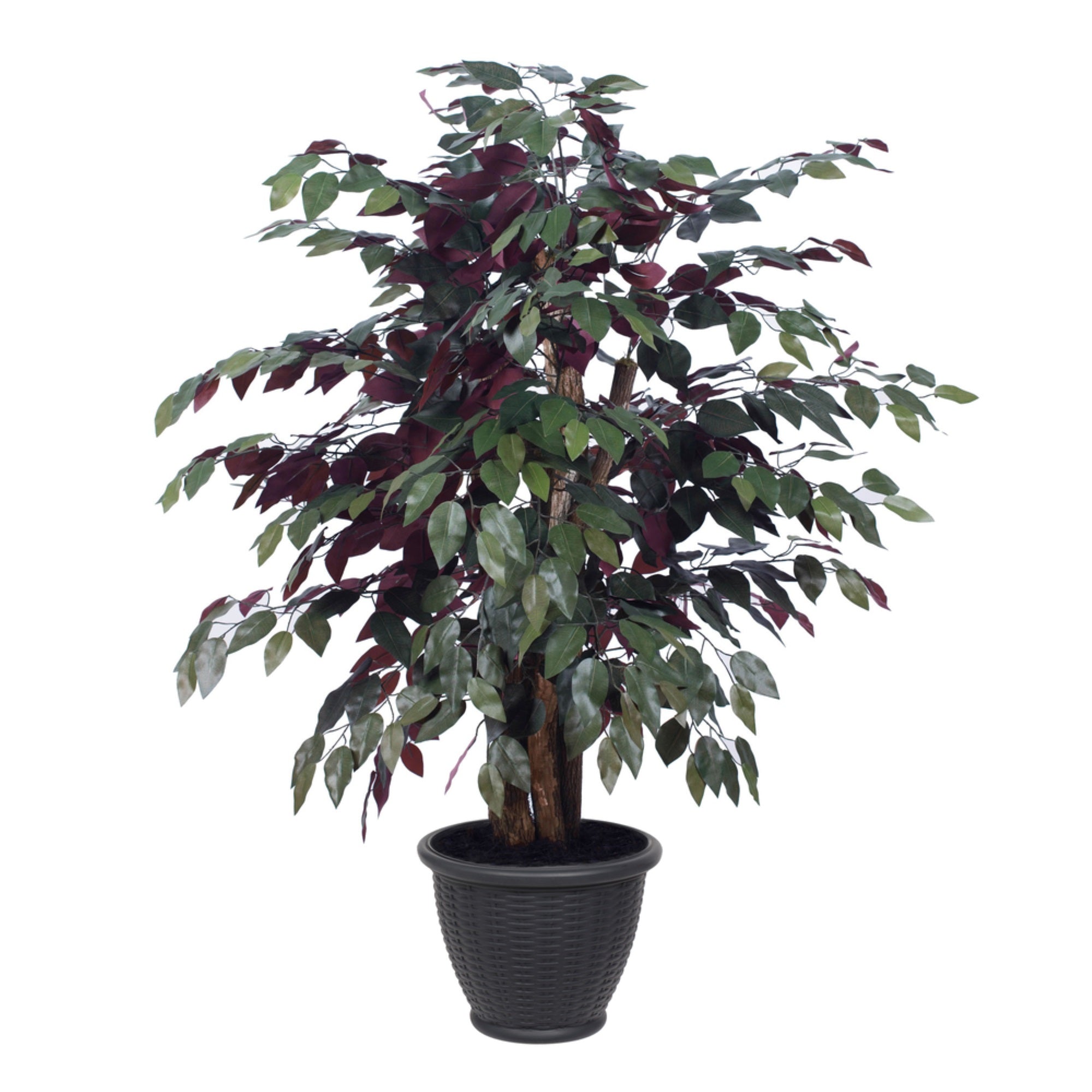 4' Capensia Extra Full in Gray Pot